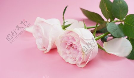 粉色地板上的粉玫瑰高清素材图片