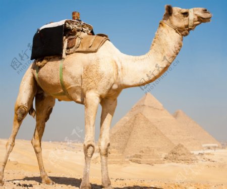 沙漠里的骆驼高清大图图片
