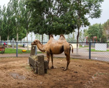 景区里的骆驼图片