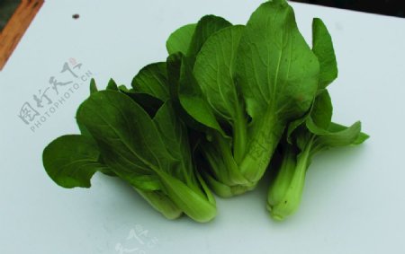 蔬菜瓢耳白瓢耳菜图片
