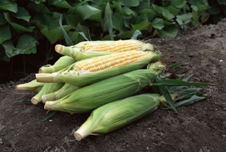 田园玉米图片