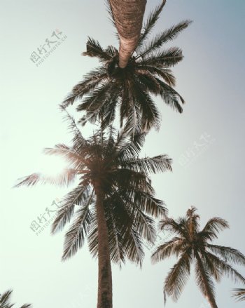 棕榈图片