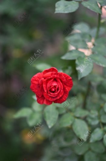 鲜红的玫瑰花图片