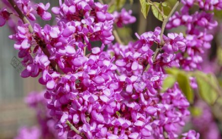 园林花灌木紫荆图片