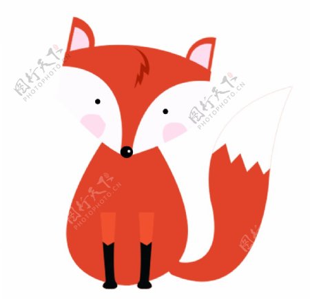 狡猾的红色小狐狸图片